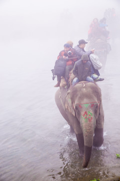 浓雾大象
