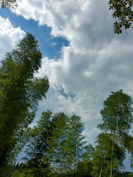 竹林竹枝竹叶