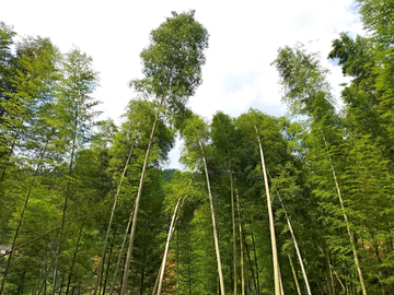 竹林竹枝竹叶