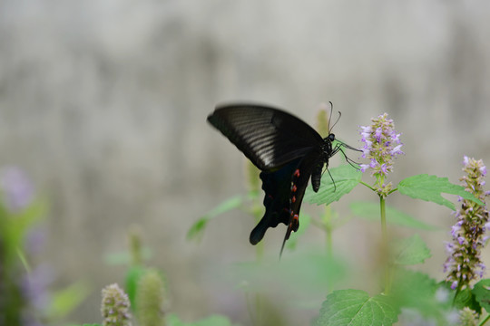 蝶恋花