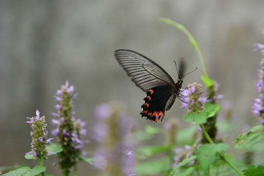 蝶恋花