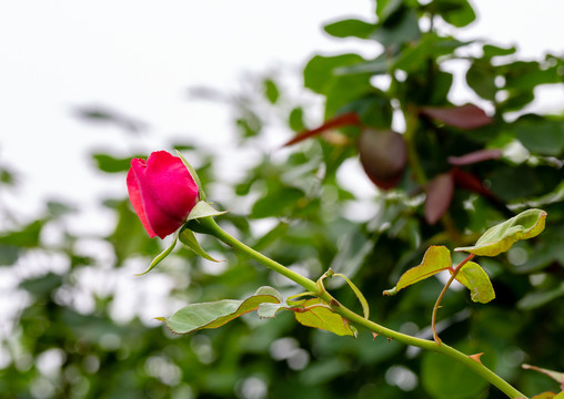 一朵月季花