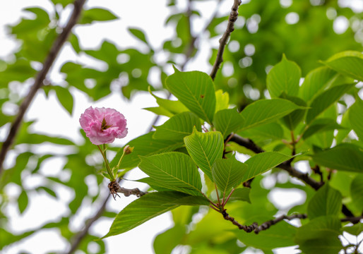 樱桃花