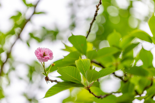 樱桃花开