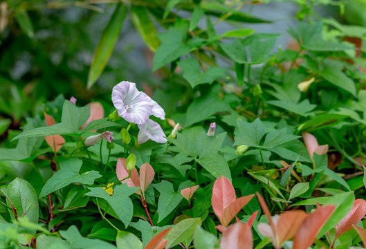 牵牛花