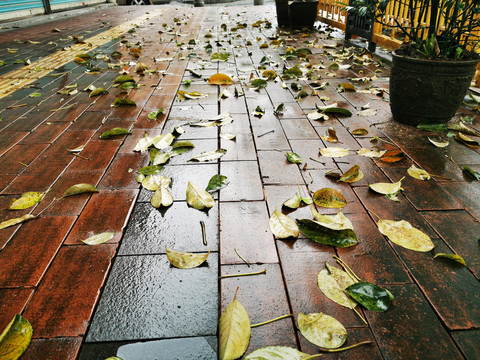 下雨后落叶
