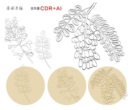 槐花插畫手繪槐花槐花線描圖