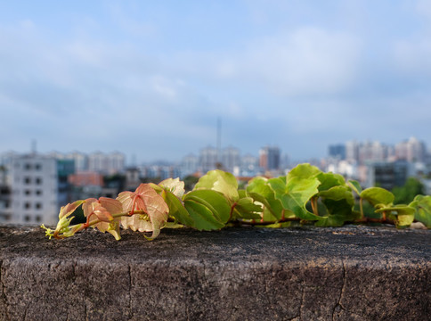 植物墙