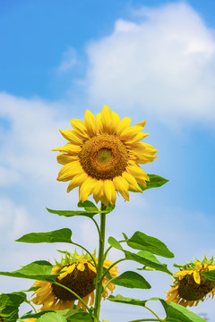 夏天的花