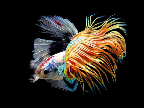 吉祥魚