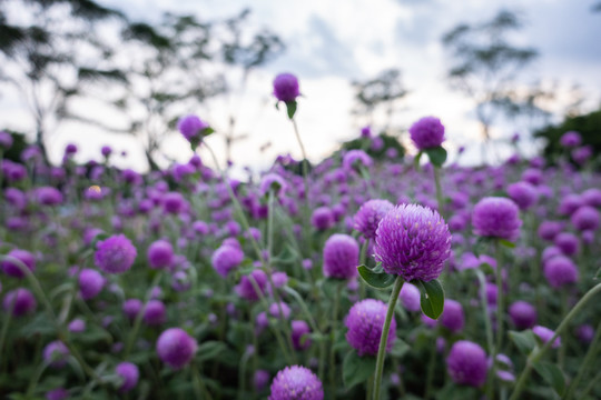 紫色花卉千日红