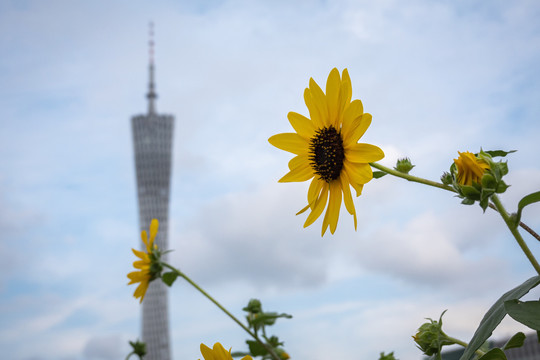 向日葵广州塔