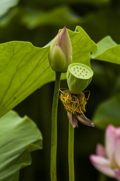 菡萏与莲蓬