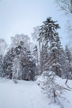 黑龙江省双峰林场雪乡