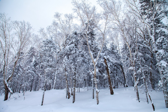 黑龙江省双峰林场雪乡