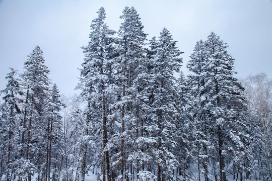 黑龙江省双峰林场雪乡