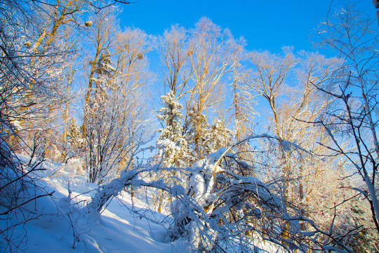 黑龙江省双峰林场雪乡