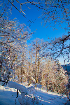 黑龙江省双峰林场雪乡