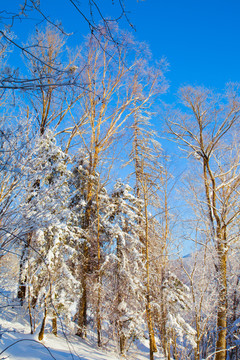 黑龙江省双峰林场雪乡