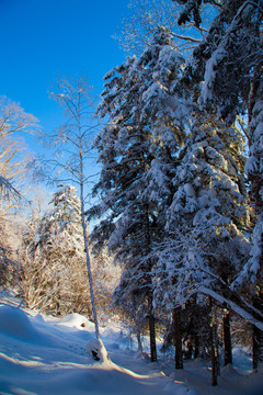 黑龙江省双峰林场雪乡