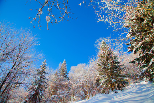 黑龙江省双峰林场雪乡