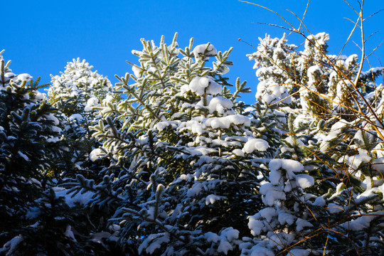 黑龙江省双峰林场雪乡