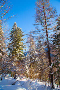 黑龙江省双峰林场雪乡