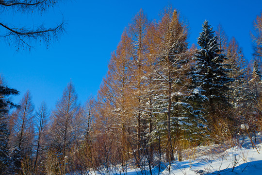 黑龙江省双峰林场雪乡