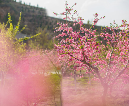 桃花