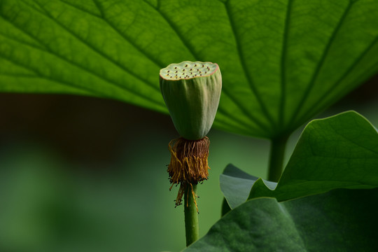 荷花