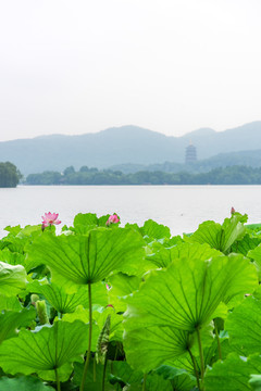 杭州西湖夏天风光