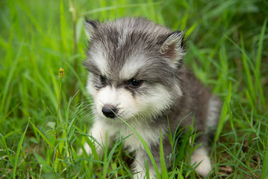 哈士奇幼犬