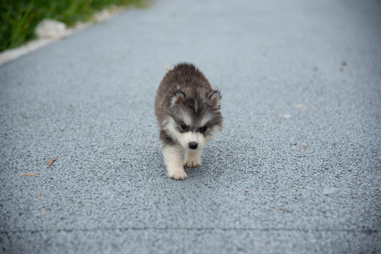 哈士奇幼犬