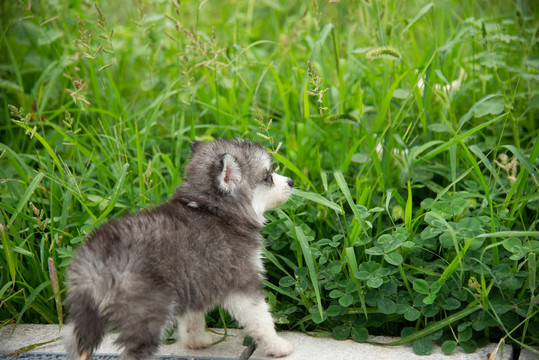 哈士奇幼犬