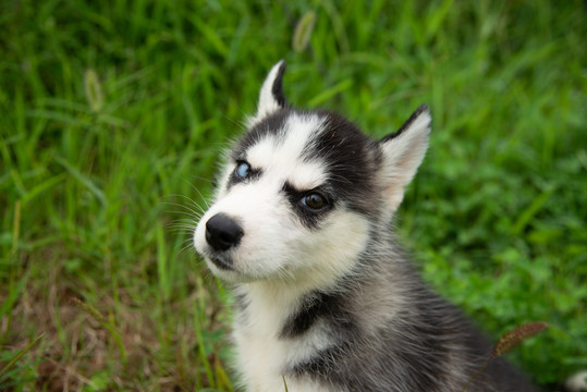 哈士奇幼犬