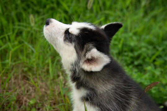 哈士奇幼犬