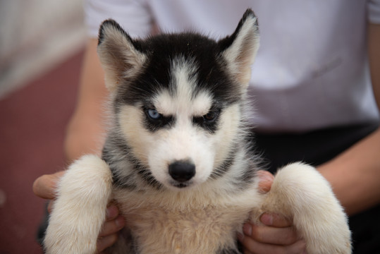 哈士奇幼犬