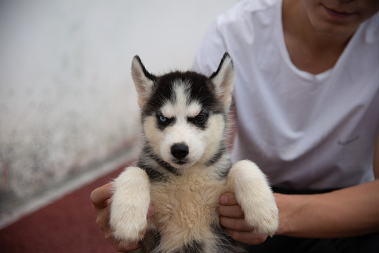 哈士奇幼犬