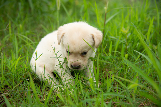 拉布拉多幼犬