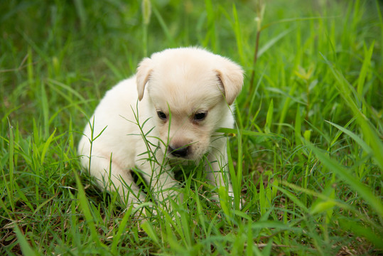 拉布拉多幼犬