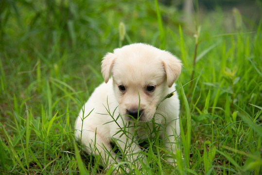 拉布拉多幼犬