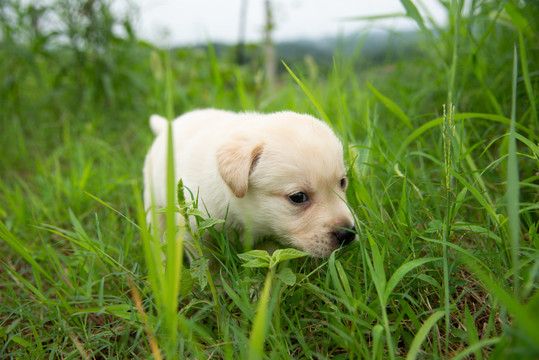 拉布拉多幼犬