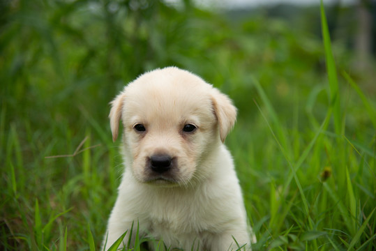 拉布拉多幼犬