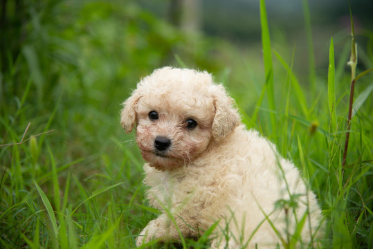 泰迪幼犬