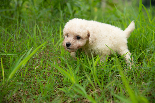 泰迪幼犬