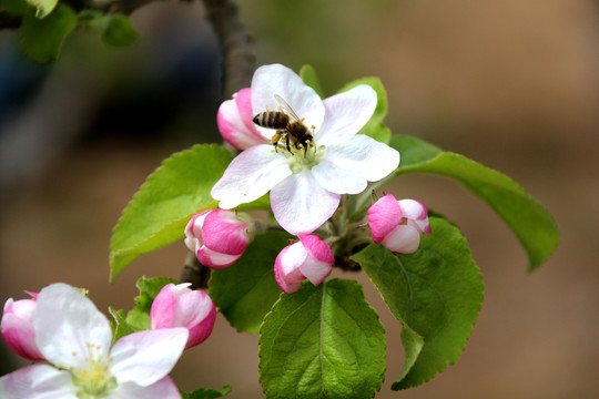 苹果花