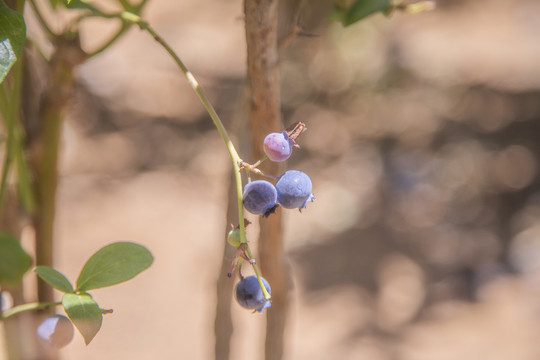 蓝莓树种植