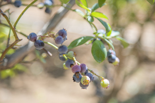 蓝莓树大棚种植采摘