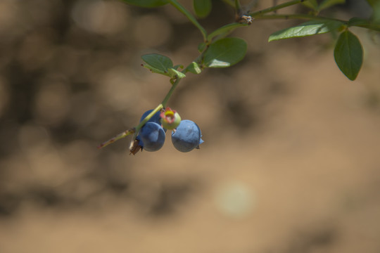 蓝莓树大棚种植采摘