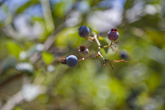 蓝莓树大棚种植采摘